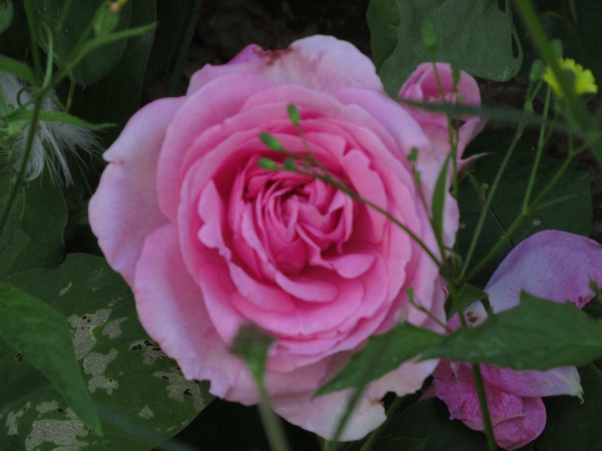 The Old Vicarage Hotel & Restaurant Bridgwater Exteriér fotografie Rosa 'Mary Rose'