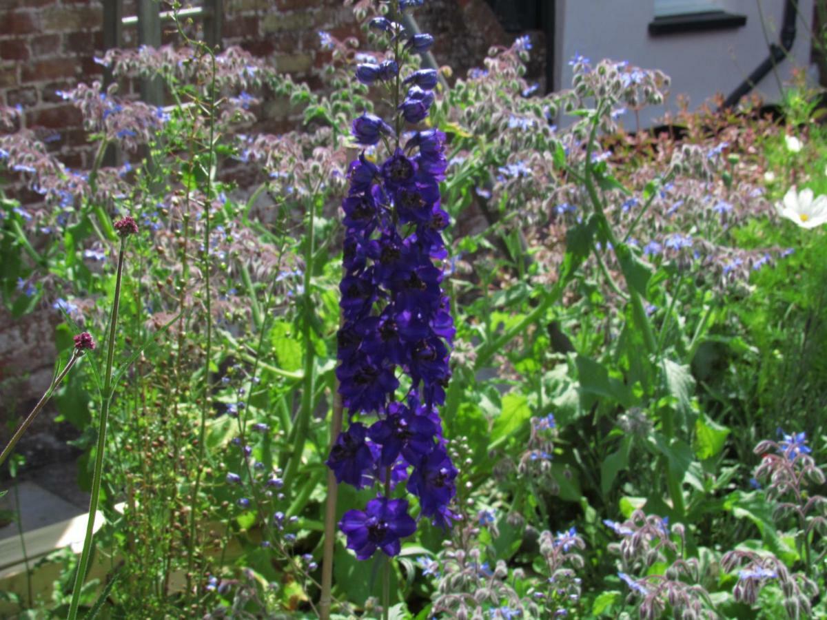 The Old Vicarage Hotel & Restaurant Bridgwater Exteriér fotografie Delphinium 'Blue King'